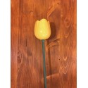 Tulipano