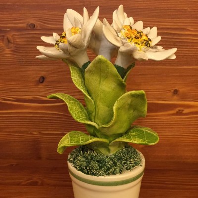 Vase mit Edelweiss Blume