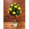 Lemons tree